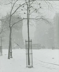 Boom in de sneeuw, New York City, 1900-02
