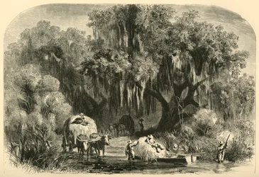 De mosverzamelaars, 1872