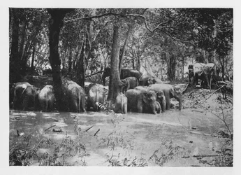 Olifanten Kraaling in Ceylon bij een Waterput binnen de Palissade, c1890, 1910