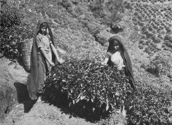 Plukkers op theeplantage, Ceylon, ca. 1890, 1910
