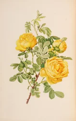 Illustratie uit The genus rosa door Ellen Willmott
