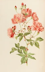 Illustratie uit The genus rosa door Ellen Willmott, 1914