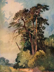 Studie van bomen, ca. 1880