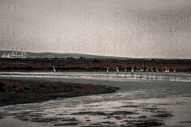 Congregatie, uit de serie Camargue Flamingo