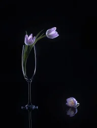 Elegante paarse tulpen