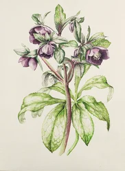 Helleborus Orientalis van Helen Ballard (donkerpaarse bloemen)