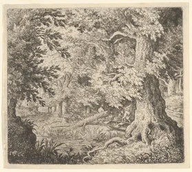 De beek in het bos