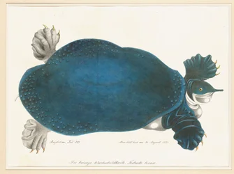 Amerikaanse weekschildpad of Trionyx, vroeger blauwe schildpad genoemd