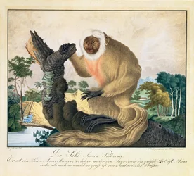 De Saki Aap, 1835