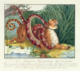 De Tijger en de Wurgslang, 1835