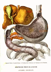 Gal- en Pancreassysteem - Normaal Leven & Gezondheid door J. Rengade - Tekening door A. Demarle 1881