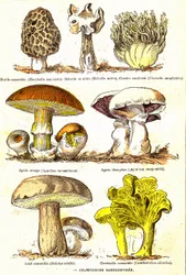 Paddenstoelen Basidiosporen: Natuurlijke Schepping en Levende Wezens (door Jules Rengade). Tekening door A. Demarle. 1885