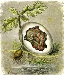 Natuur. Ei en zaad: Eerste staat van georganiseerde wezens. Natuurlijke schepping en levende wezens. (J. Rengade) tekening door A. Demarle. 1885