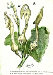 Bestuiving door vliegen van Aristoloche bloemen: Natuurlijke creatie en levende wezens. Tekening door A. Demarle. 1885