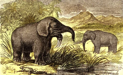 Prehistorie-Mioceen Periode: Van rechts naar links: de Dinotherium en de Mastodont. Natuurlijke Creatie en levende wezens. Tekening door A. Demarle. 1885