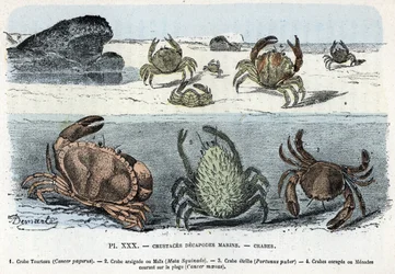 Zoologische plaat; krabben Gravure uit 