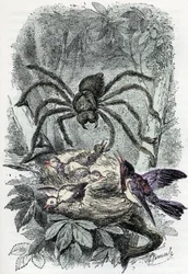 Zoologische kaart: spinachtige, aviculaire mygalus verrast een vogel-vliegnest (Zoologische plaat: spinachtige, Avicularia) Gravure uit 