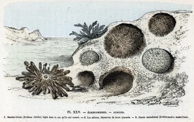 Zoologische kaart: echinoderm, zee-egels Gravure uit 