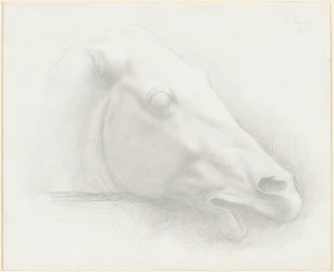 Hoofd van een Paard van het Parthenon