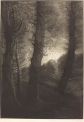 Grote bomen tegen de zon