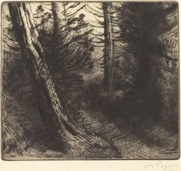 Pad door het Bos