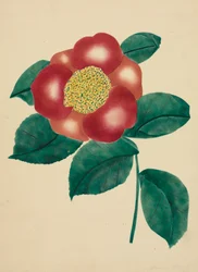 Chinese bloem (aquarel)