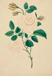 Damastroos (aquarel)