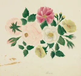 Junirozen (aquarel)
