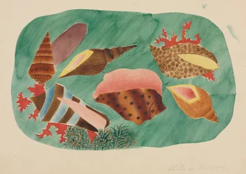 Schelpen in zeewier (aquarel)