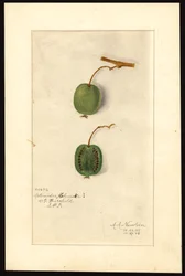 Actinidia deliciosa (kiwi) (aquarel op papier)