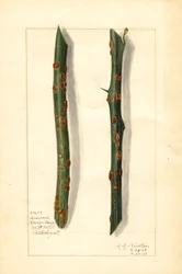 Twee zieke sinaasappeltwijgen (Citrus sinensis) (aquarel)