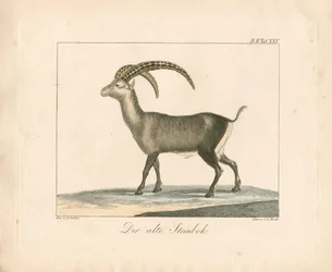 Alpenbok (gravure in kleur)