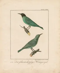 Zwartkop-honingeter (handgekleurde koperplaatgravure)