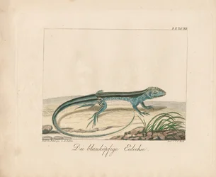 Blauwkop-skink (handgekleurde koperplaatgravure)