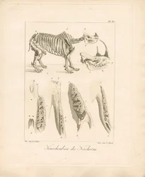 Skeletstructuur neushoorn (ingekleurde koperplaatgravure)