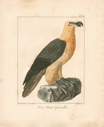 De lammergier (handgekleurde gravure)