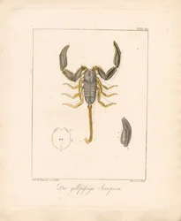 De schorpioen met de gele poten (handgekleurde koperplaatgravure)