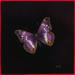 Purperen keizer vlinder, 2000