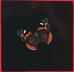 Atalanta vlinder, 2001