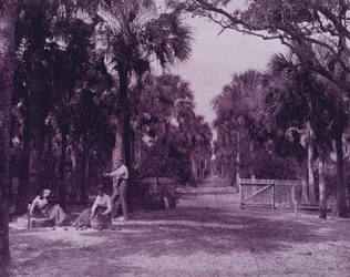 Een palmetto glade nabij Palatka, Florida