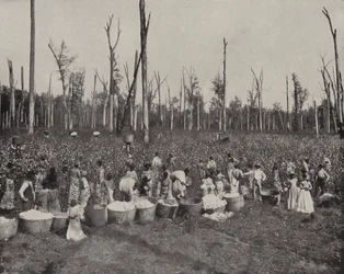 Katoen plukken in Mississippi