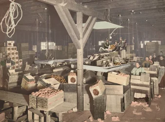 Sinaasappelverpakking in Redlands, gepubliceerd 1899 (foto)