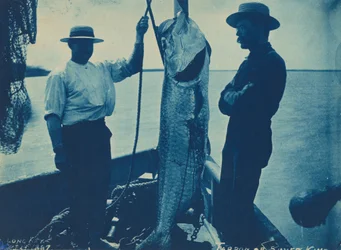 "Tarpon of zilverkoning",29 oktober