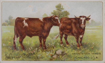 Amerikaanse handelskaart die Swift and Company dierenvellen adverteert, Union Stock Yards, Chicago, Illinois