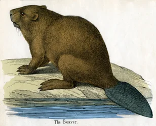 Antieke prent van een bever