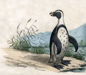 Magelhaenpinguïn, uit The Natural History of Animals