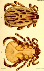 Mannelijke Dermacentor reticulatus, illustratie uit 