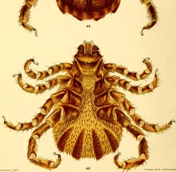 Ventrale aanzicht van mannelijke Boophilus Annulatus, illustratie uit "Cattle ticks"