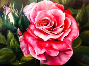 Levendige roze roos in bloei