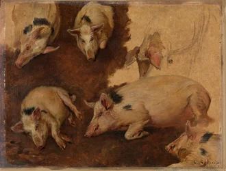 Studie van zes varkens